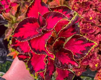 Seasonal Annual, Chocolate Covered Cherry Coleus, Live Plant, 4" Growers Pot