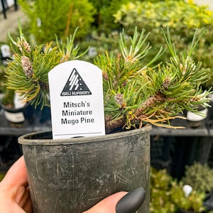 Pre-Bonsai, Mitsch’s Mini Mugo Pine, Live Plant - 4" Growers Pot