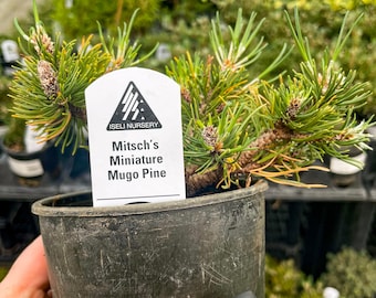 Pre-Bonsai, Mitschs Mini Mugo Pine, Live Plant - 4" Growers Pot