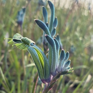 May include: Close-up of a Kangaroo Paw flower, featuring a unique shape and color. The flower has a tubular structure with a vibrant green interior and a fuzzy, blue-green exterior. The petals are curved and the stem is a reddish-purple.