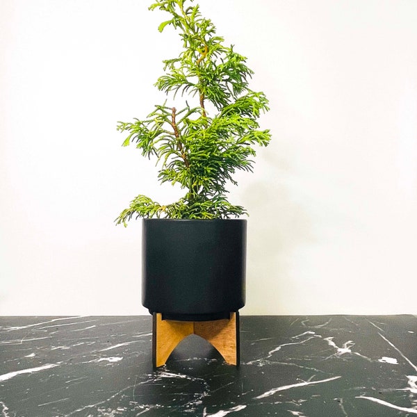 Chamaecyparis obtusa ‘Sunny Swirl’ (Hinoki Cypress) - 4" Growers Pot