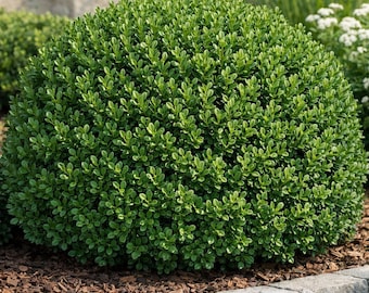 NEW IN: Perennial, Green Velvet Boxwood, Evergreen, Live Plant, 1 Gallon Growers Pot