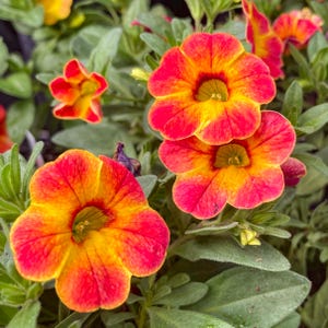 Live Annual Plants - Etsy