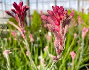 Seasonal Annual, Anigozanthos Bush Pearl Kangaroo Paw, Live Plant, 4" Growers Pot