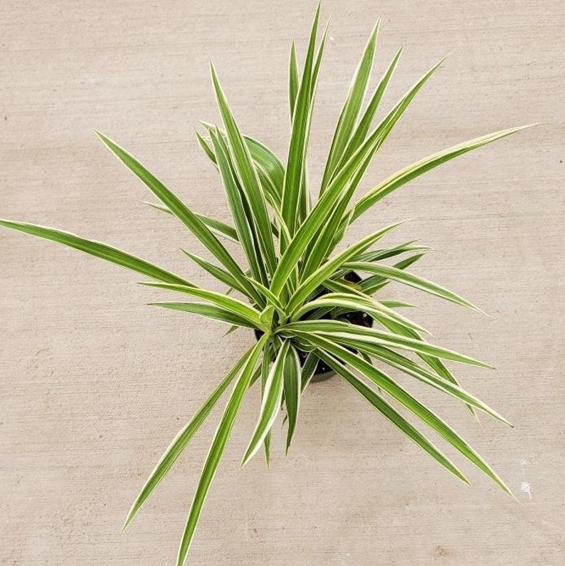 Chlorophytum comosum 'Irish' Spider Plant 4 Growers Pot image 5