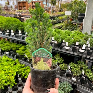 Pre-Bonsai, Jean’s Dilly Alberta Spruce, Live Plant - 4&quot; Growers Pot