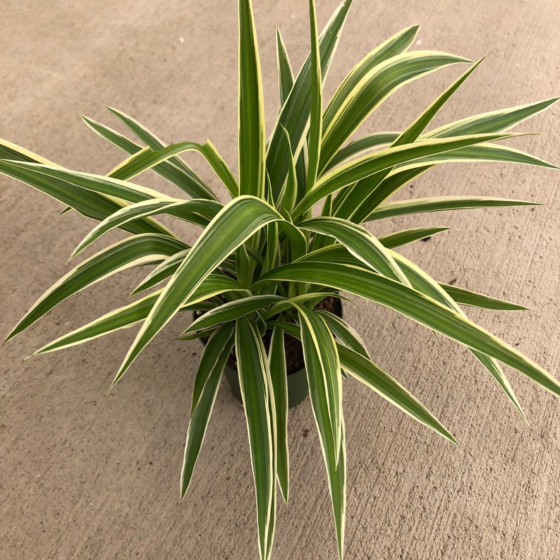 Chlorophytum comosum 'Irish' Spider Plant 4 Growers Pot image 3