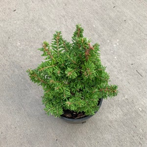 Tsuga canadensis Jervis Canadian Hemlock 4 Growers Pot image 4