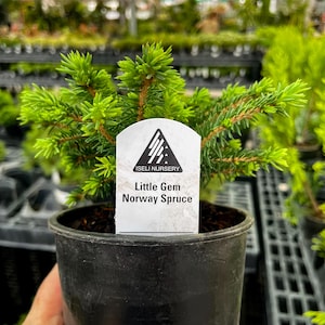 Pre-Bonsai, Little Gem Norway Spruce, Live Plant - 4" Growers Pot