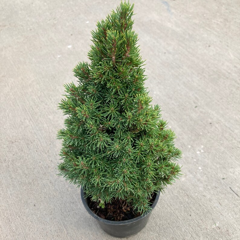 Picea glauca Jeans Dilly Alberta Spruce 4 Growers Pot image 5