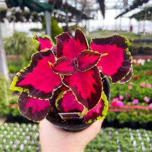 Coleus ‘Chocolate Covered Cherry’ - 4” Growers Pot