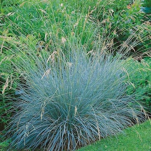 May include: A clump of blue fescue grass featuring thin, needle-like foliage in a cool blue-gray hue. The plant displays tall, slender stalks with delicate, light tan seed heads that arch outward from the dense, rounded base of the grass.