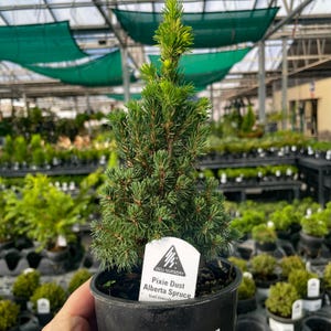 May include: A small Pixie Dust Alberta Spruce tree in a black pot. The evergreen tree has vibrant green needles and a conical shape. A white label with the text "Pixie Dust Alberta Spruce" is attached to the pot. The background shows other plants in a nursery setting.
