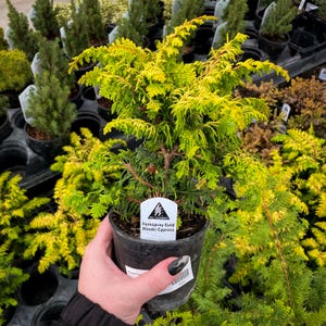 Pre-Bonsai, Fernspray Gold Hinoki Cypress, Live Plant - 4&quot; Growers Pot