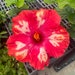 see more listings in the Outdoor Plants section