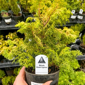 Pre-Bonsai, Melody Hinoki Cypress, Live Plant - 4&quot; Growers Pot
