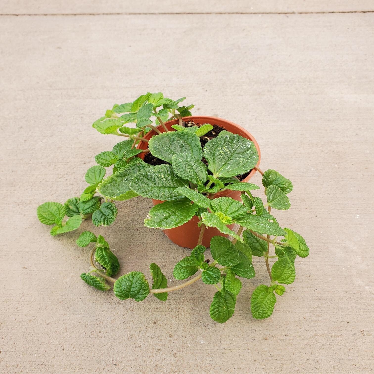 Pilea Nummulariifolia crinkle Charlie 4 Growers Pot Etsy