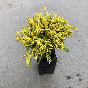 Chamaecyparis pisifera Golden Mop Golden Mop Threadbranch Cypress 2.5 Pot Growers Pot image 4