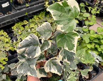 Ivy Marble Algerian Ivy, Live Plant, 4&quot; Growers Pot