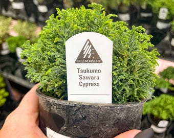 NEW IN: Pre-Bonsai, Tsukumo Sawara Cypress, Live Plant - 4" Growers Pot