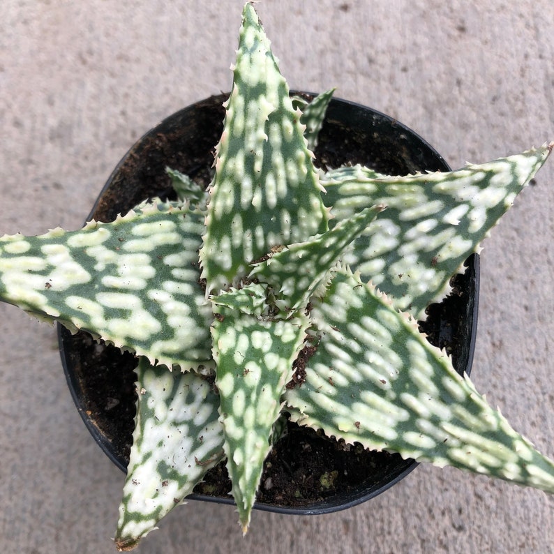 Aloe Snowstorm 3.5 Growers Pot Etsy