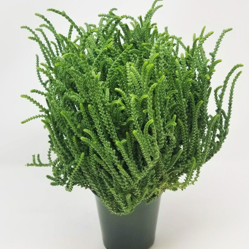 Crassula muscosa Princess Pine 4 Growers Pot | Etsy