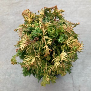 Chamaecyparis obtusa Fernspray Gold Fernspray Gold Hinoki Cypress 4 Growers Pot image 3