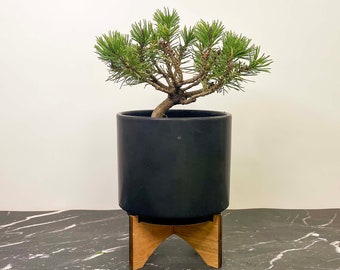 Pinus mugo ‘Slowmound’ (Mugo Pine) - 4' Growers Pot