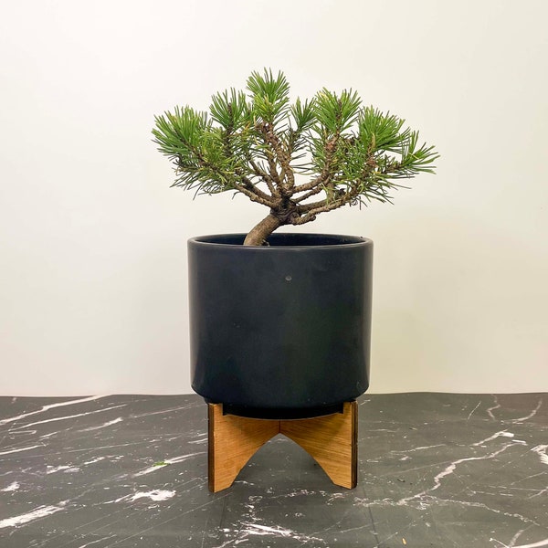 Pinus mugo ‘Slowmound’ (Mugo Pine) - 4' Growers Pot