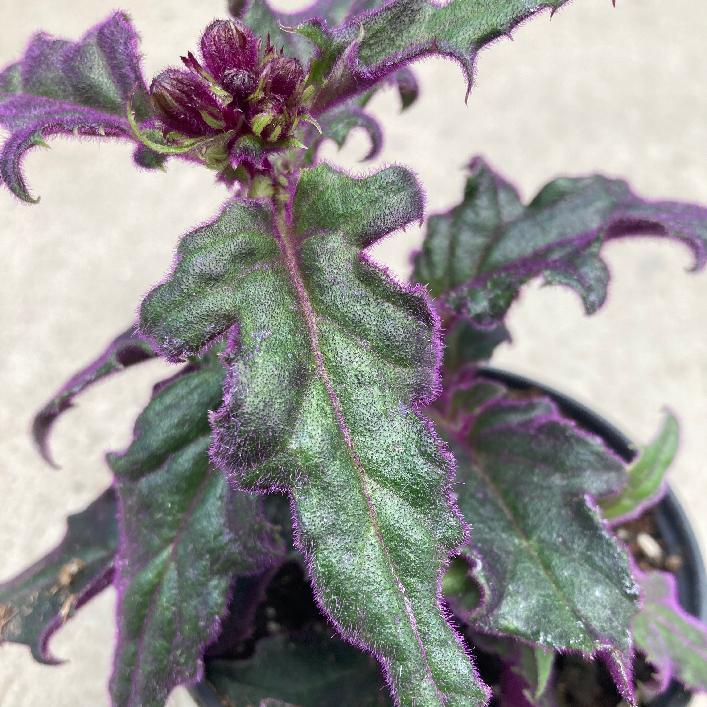 Gynura Aurantiaca purple Passion Plant 4 Growers Pot Etsy