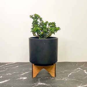 Ilex crenata ‘Dwarf Pagoda’ (Japanese Holly) - 4" Growers Pot