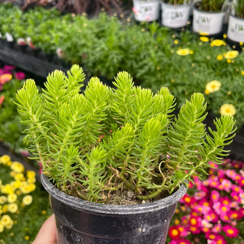 Creeping Sedum 'Angelina' Live Groundcover Succulent - 4" Growers Pot image 6