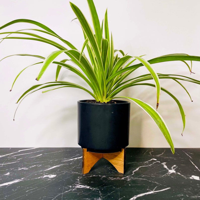 Chlorophytum comosum 'Irish' Spider Plant 4 Growers Pot image 1