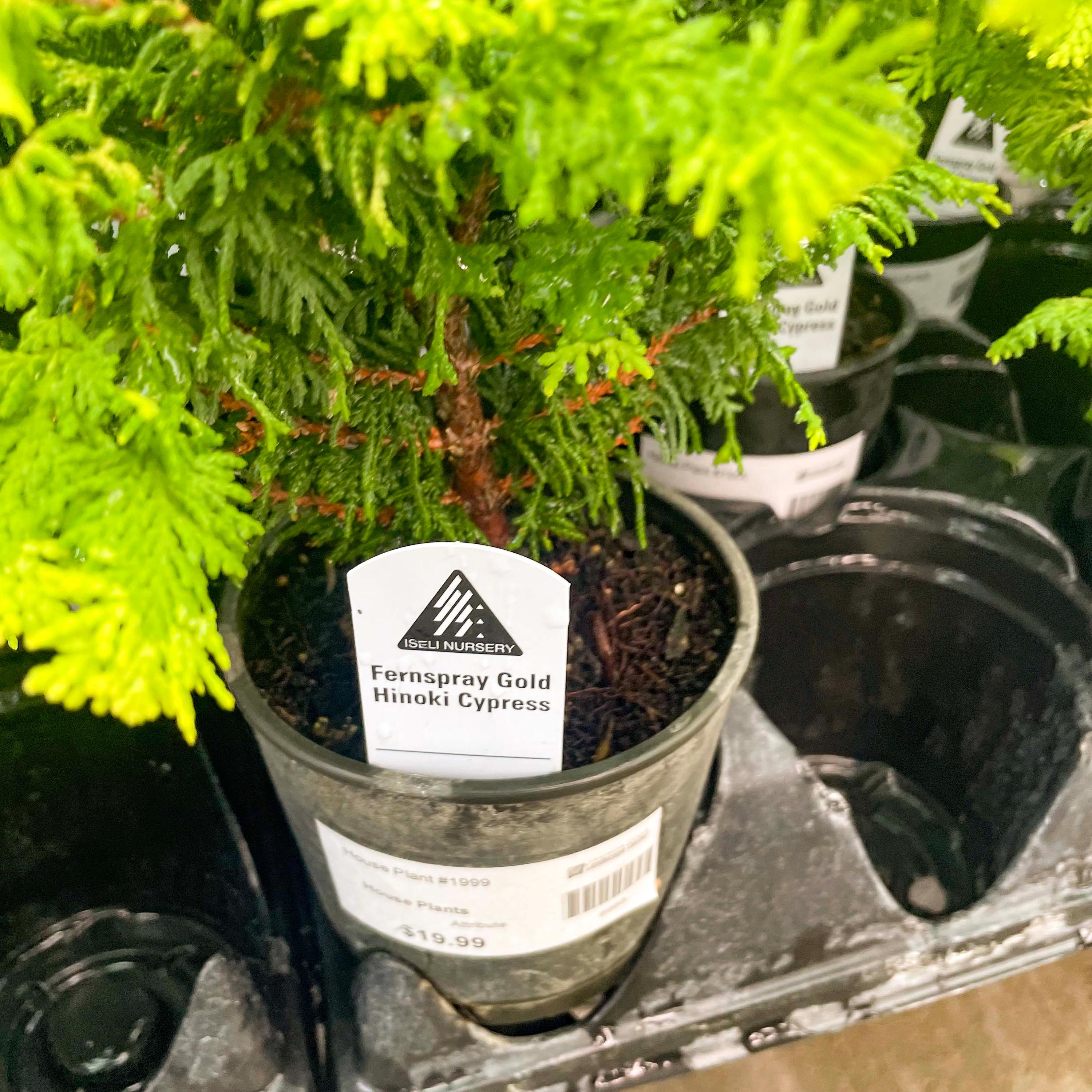 Pre-bonsai, Fernspray Gold Hinoki Cypress, Live Plant - 4