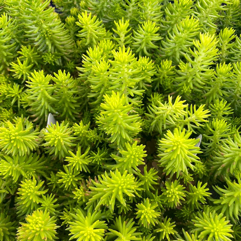 Creeping Sedum 'Angelina' Live Groundcover Succulent - 4" Growers Pot image 1