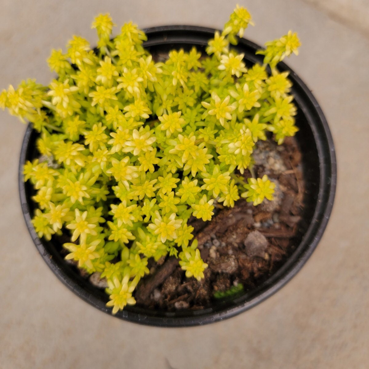 Sedum Fine Gold Leaf' Stonecrop 4 Growers Pot Etsy
