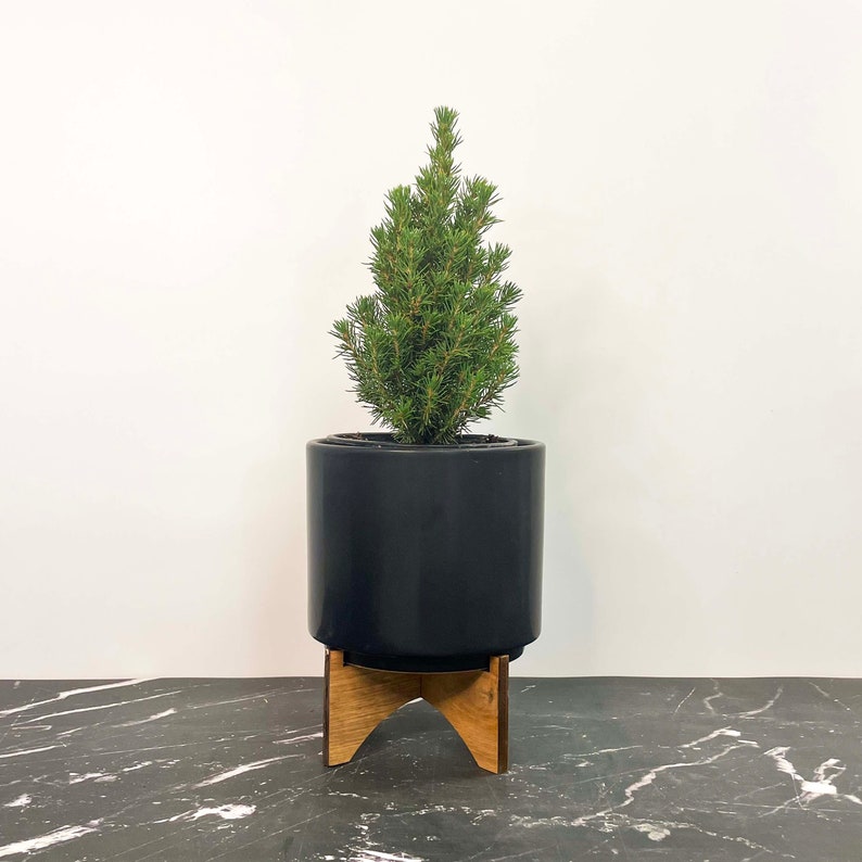 Picea glauca Jeans Dilly Alberta Spruce 4 Growers Pot image 1