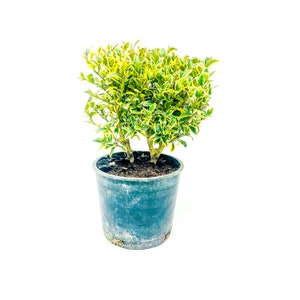 Buxus sempervirens Variegata Boxwood 4 Growers Pot image 2