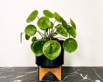 SnakeRiverGarden Chinese Money Plant (UFO Plant), 4" Growers Pot, Houseplant, Live Indoor Plant,  Fully Rooted