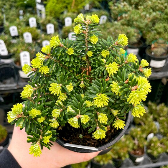 Pre-bonsai, Cis Korean Fir, Live Plant - 4" Growers Pot - Etsy Canada
