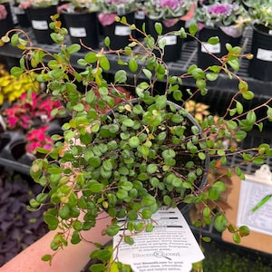 Wire Vine, Little Leaf, Live Plant, 4&quot; Growers Pot