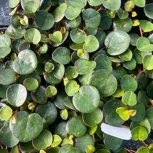 Peperomia, Ruby Cascade, Live Houseplant, 4" Grower Pot