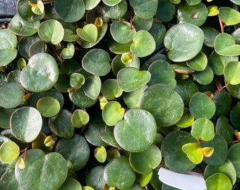 Peperomia, Ruby Cascade, Live Houseplant, 4" Grower Pot