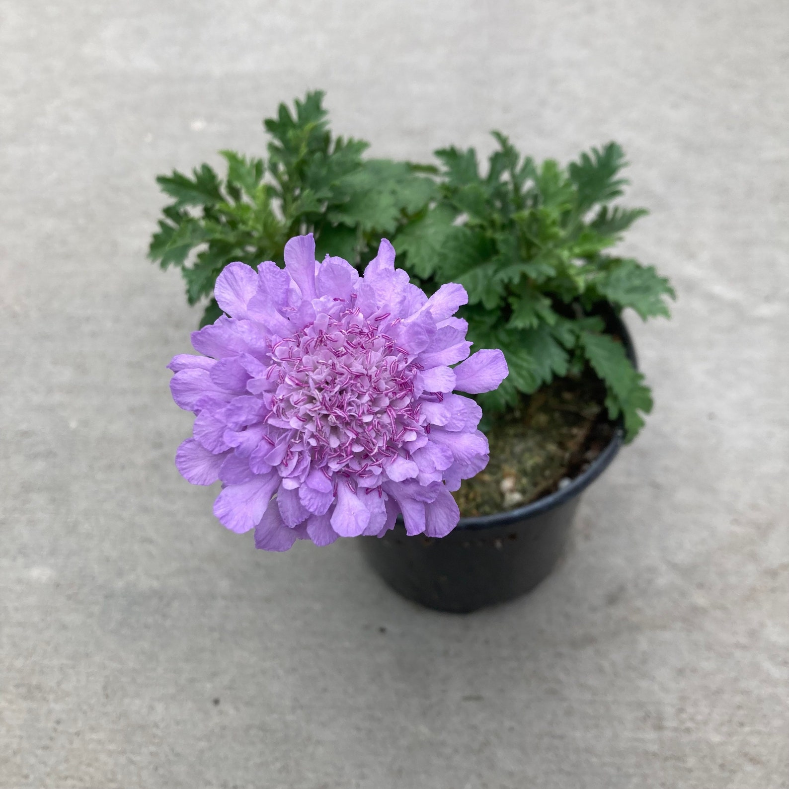 Scabiosa 'flutter Deep Blue' pincushion Flower Etsy