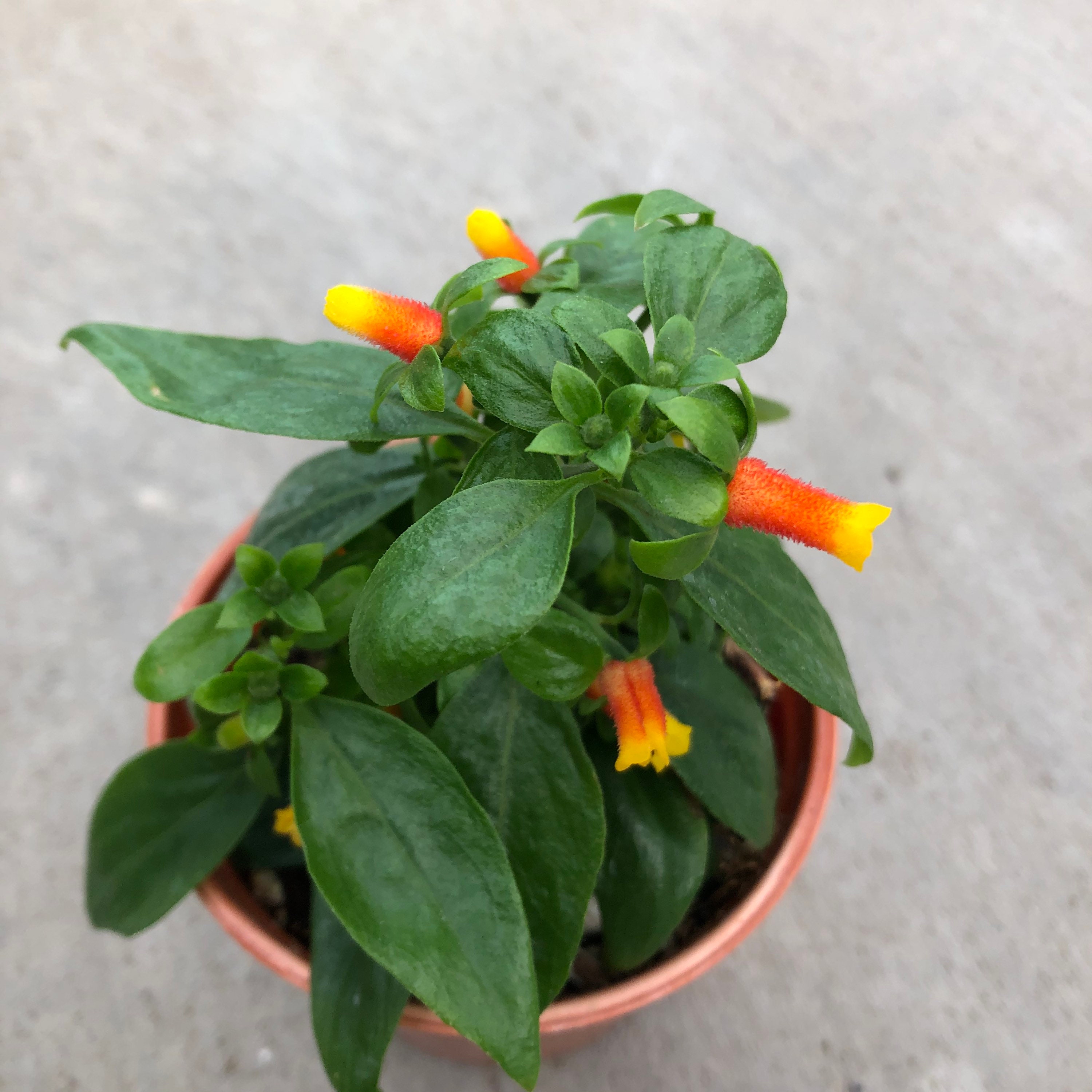 Luteorubra candy Corn Vine 4 Growers Pot Etsy