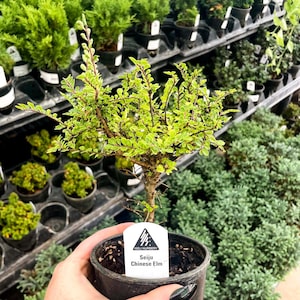 Pre-Bonsai, Seiju Dwarf Chinese Elm, Live Plant - 4" Growers Pot