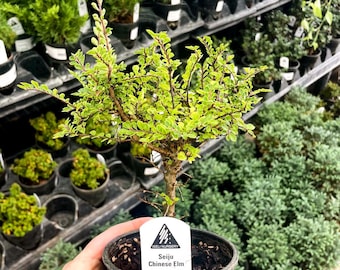 Pre-Bonsai, Seiju Dwarf Chinese Elm, Live Plant - 4" Growers Pot