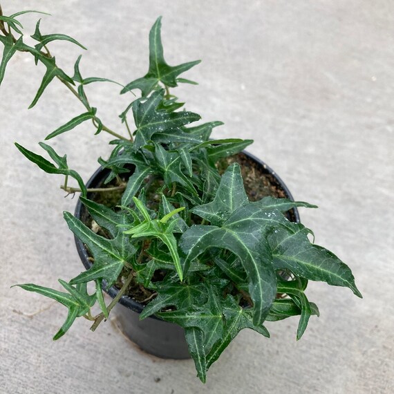 Hedera Helix needlepoint english Ivy 4 Growers Pot Etsy