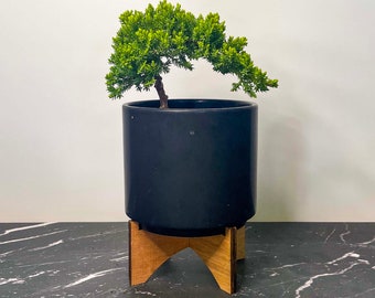 Juniperus procumbens ‘Nana’ (Dwarf Japanese Juniper) - 4" Growers Pot