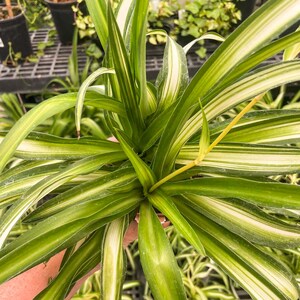 Spider Plant 'Hawaiian' Live Houseplant - 4" Growers Pot